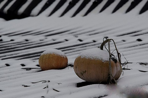 Những quả bí ngô phơi mình trong băng tuyết, chờ đến ngày thu hoạch.